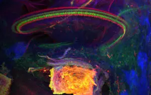 A microscope image of the inner ear