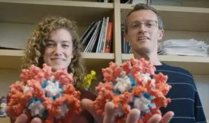 Dr. Lexi Walls, PhD ‘19, principal scientist at the Veesler Lab, and Dr. David Veesler, associate professor of biochemistry, with 3-D printed, enlarged models of the nanoparticle vaccine.