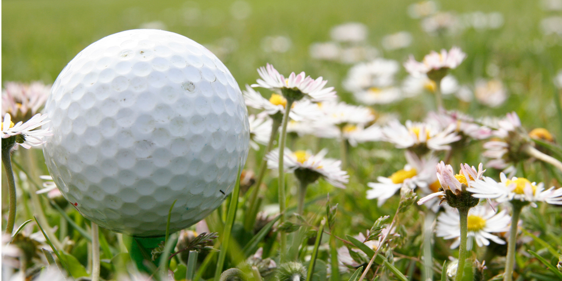 Close up of a golf ball sitting on a tee in a field of grass and daisies.