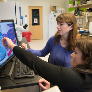 Dr. Karin Bornfeldt, left, and a colleague examine a cross-section image of a blood vessel that is partly blocked by an atherosclerotic lesion