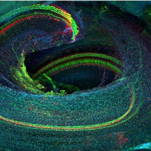 Confocal microscope image of the cochlea of a mature mouse. The receptor cells (green) spiral down the twisting cochlea. Nerve fibers are shown in red. Other elements are nuclei of supporting cells.
