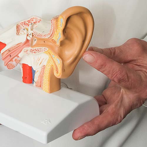 Close up of a person holding a model of the ear canal