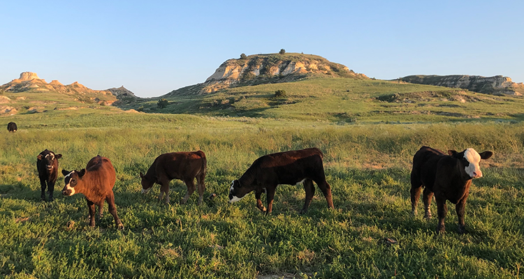 Cows in a field in Sidney, Montana